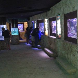 View in the Aquarium