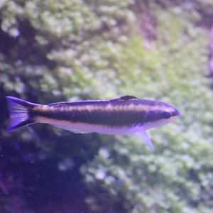 Fish ID