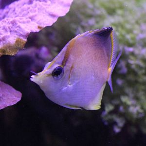 Caribbean longsnout butterflyfish - Prognathodes aculeatus