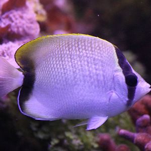 Reef butterflyfish