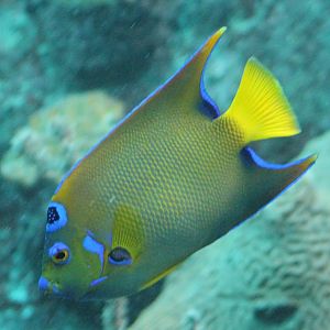 Blue-fronted angelfish