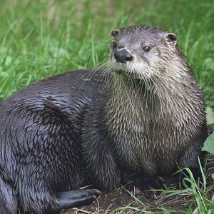 North American River Otter at Buckfastleigh