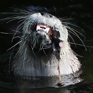 North American River Otter at Buckfastleigh