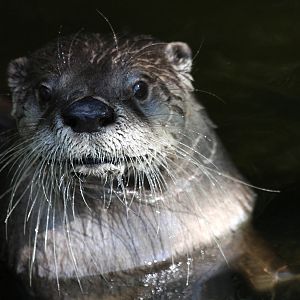north American River Otter at Buckfastleigh