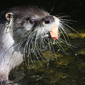 North American River Otter at Buckfastleigh