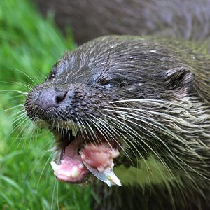 European Otter at Buckfastleigh