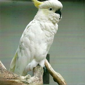 Greater Sulphur-crested Cockatoo, 13th September 2013