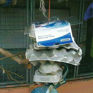 Parakeet enrichment, 13th September 2013