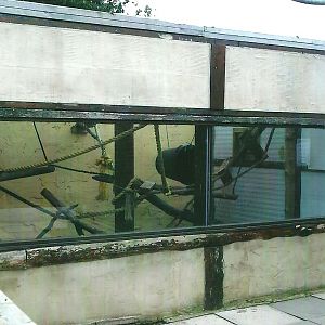 Raccoon exhibit, 13th September 2013