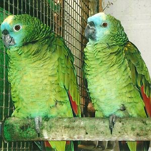 Blue-fronted Amazons, 13th September 2013