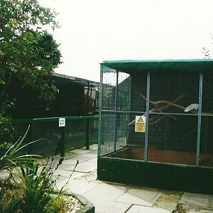 Outdoor area showing Umbrella Cockatoo aviary, 13th September 2013