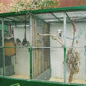 Indoor parrot aviaries, 13th September 2013