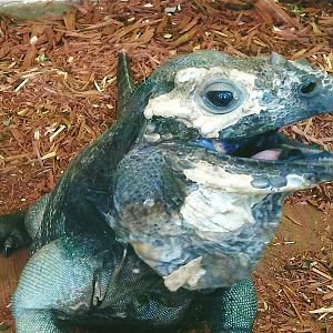 Rhinoceros Iguana, 13th September 2013