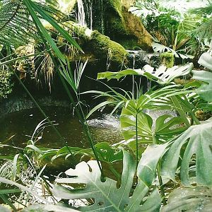 Pool in tropical area, 13th September 2013