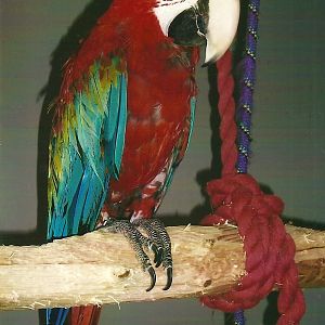 Green-winged Macaw, 13th September 2013