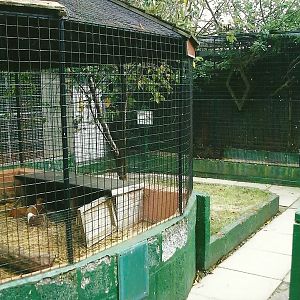Outdoor area showing Guinea Pig cage, 13th September 2013