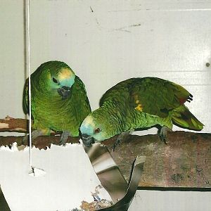 Blue-fronted Amazons enjoying enrichment, 13th September 2013