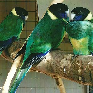 Port Lincoln Parakeets, 13th September 2013