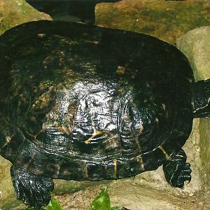 Yellow-bellied Terrapin, 13th September 2013