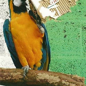 Blue and Yellow Macaw enjoying enrichment, 13th September 2013