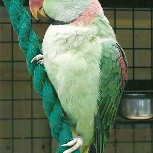 Alexandrine Parakeet, 13th September 2013