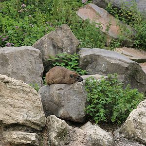 east African mountain