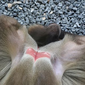 east African mountain