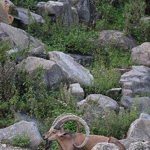 east African mountain