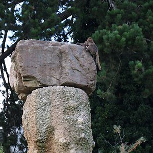 east African mountain
