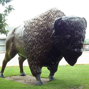 American Bison Statue (much larger than life size)