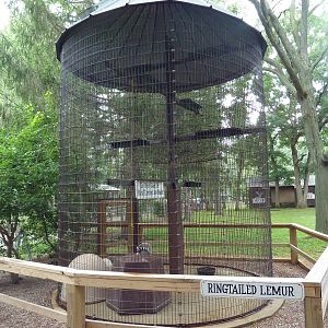 Ring-Tailed Lemur Exhibit