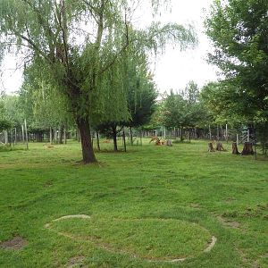 Free-Roaming Fallow Deer Area