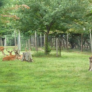 Free-Roaming Fallow Deer Area
