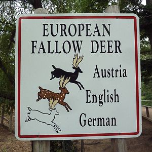Free-Roaming Fallow Deer Area