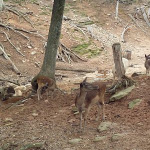 Free-Roaming Fallow Deer Area