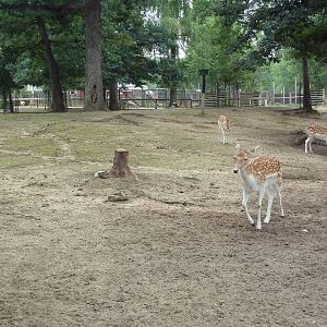 Free-Roaming Fallow Deer Area