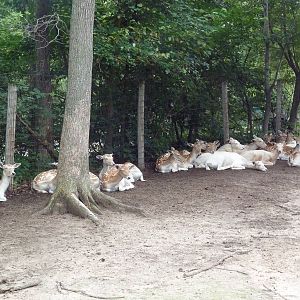 Free-Roaming Fallow Deer Area