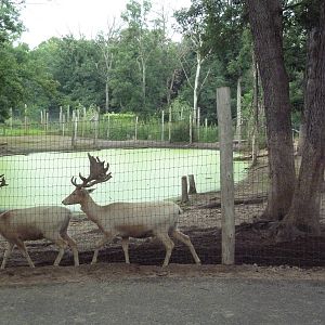 Fallow Deer Exhibit