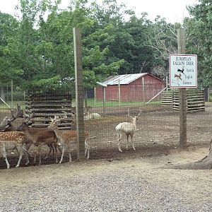 Fallow Deer Exhibit