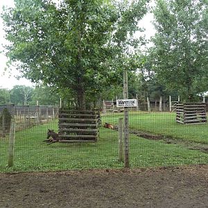 Elk Exhibit
