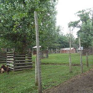 Elk Exhibit