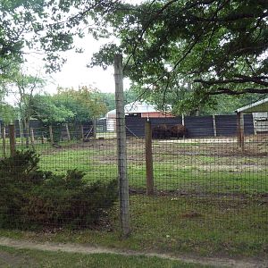 American Bison Exhibit