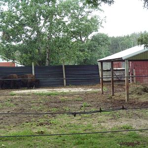 American Bison Exhibit