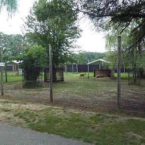 Black Fallow Deer Exhibit