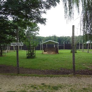White-Tailed Deer Exhibit