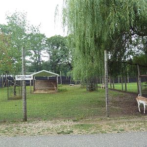 Spotted Fallow Deer Exhibit