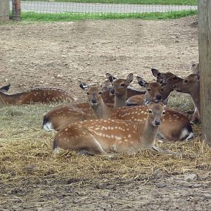 Japanese Sika Deer