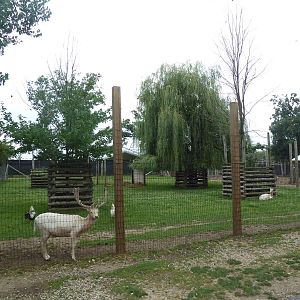 White Fallow Deer Exhibit