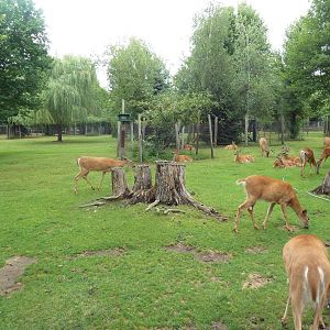 Free-Roaming Deer Area