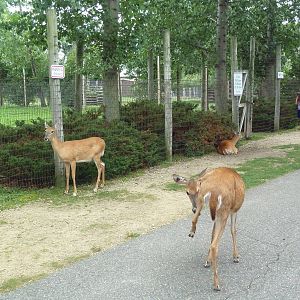 Free-Roaming Deer Area